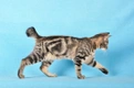 Kurilian Bobtail Cats Breed - Information, Temperament, Size & Price | Pets4Homes