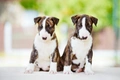 English Bull Terrier Dogs Breed - Information, Temperament, Size & Price | Pets4Homes