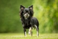 Chihuahua Dogs Ras: Karakter, Levensduur & Prijs | Puppyplaats