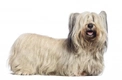 Skye Terrier Dogs Breed - Information, Temperament, Size & Price | Pets4Homes