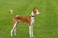 Ibizan Hound Dogs Breed - Information, Temperament, Size & Price | Pets4Homes