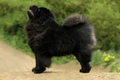 Chow Chow Dogs Breed - Information, Temperament, Size & Price | Pets4Homes