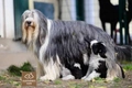 Bearded Collie Dogs Raza - Características, Fotos & Precio | MundoAnimalia