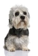 Dandie Dinmont Terrier Dogs Breed - Information, Temperament, Size & Price | Pets4Homes