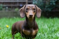 Miniature Dachshund Dogs Breed - Information, Temperament, Size & Price | Pets4Homes