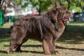 Newfoundland Dogs Breed - Information, Temperament, Size & Price | Pets4Homes