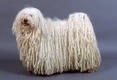 Hungarian Puli Dogs Breed - Information, Temperament, Size & Price | Pets4Homes