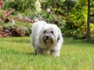 Coton De Tulear Dogs Breed - Information, Temperament, Size & Price | Pets4Homes