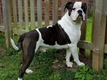 Alapaha Blue Blood Bulldog Dogs Ras: Karakter, Levensduur & Prijs | Puppyplaats