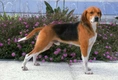 Harrier Dogs Breed - Information, Temperament, Size & Price | Pets4Homes