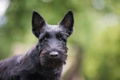 Scottish Terrier Dogs Breed - Information, Temperament, Size & Price | Pets4Homes