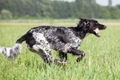 Large Munsterlander Dogs Breed - Information, Temperament, Size & Price | Pets4Homes