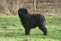 Bouvier Des Flandres Dogs Breed - Information, Temperament, Size & Price | Pets4Homes