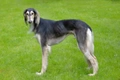 Saluki Dogs Breed - Information, Temperament, Size & Price | Pets4Homes