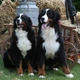 Berner Sennenhond Dogs Ras: Karakter, Levensduur & Prijs | Puppyplaats