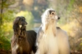 Afghan Hound Dogs Breed - Information, Temperament, Size & Price | Pets4Homes