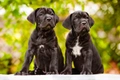 Cane Corso Dogs Breed - Information, Temperament, Size & Price | Pets4Homes