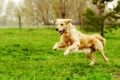 Golden Retriever Dogs Ras: Karakter, Levensduur & Prijs | Puppyplaats