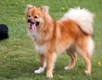 Pomchi Dogs Breed - Information, Temperament, Size & Price | Pets4Homes