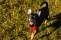 English Toy Terrier Dogs Breed - Information, Temperament, Size & Price | Pets4Homes