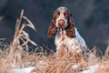 Engelse Cocker Spaniel Dogs Ras: Karakter, Levensduur & Prijs | Puppyplaats