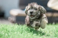 Dandie Dinmont Terrier Dogs Breed - Information, Temperament, Size & Price | Pets4Homes