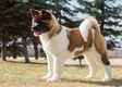 American Akita Dogs Ras: Karakter, Levensduur & Prijs | Puppyplaats