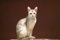 Singapura Cats Breed - Information, Temperament, Size & Price | Pets4Homes