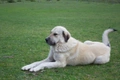 Anatolian Shepherd Dogs Breed - Information, Temperament, Size & Price | Pets4Homes