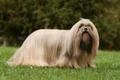 Lhasa Apso Dogs Ras: Karakter, Levensduur & Prijs | Puppyplaats