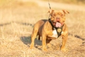 American Bully Dogs Ras: Karakter, Levensduur & Prijs | Puppyplaats