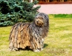 Bergamasco Dogs Breed - Information, Temperament, Size & Price | Pets4Homes