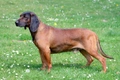 Bavarian Mountain Hound Dogs Breed - Information, Temperament, Size & Price | Pets4Homes