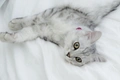 Tiffanie Cats Breed - Information, Temperament, Size & Price | Pets4Homes