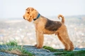 Airedale Terrier Dogs Breed - Information, Temperament, Size & Price | Pets4Homes