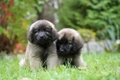 Leonberger Dogs Breed - Information, Temperament, Size & Price | Pets4Homes