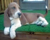 Basset Artésien Normand Dogs Ras: Karakter, Levensduur & Prijs | Puppyplaats