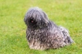 Hungarian Puli Dogs Breed - Information, Temperament, Size & Price | Pets4Homes