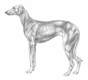 Levriero Dogs Razza - Prezzo, Temperamento & Foto | AnnunciAnimali