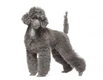 Poedel Toy Dogs Ras: Karakter, Levensduur & Prijs | Puppyplaats