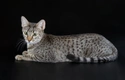 Egyptian Mau Cats Breed - Information, Temperament, Size & Price | Pets4Homes