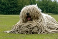 Komondor Dogs Breed - Information, Temperament, Size & Price | Pets4Homes