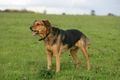 Huntaway Dogs Breed - Information, Temperament, Size & Price | Pets4Homes