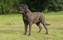 Mastiff Dogs Breed - Information, Temperament, Size & Price | Pets4Homes