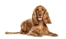 Engelse Cocker Spaniel Dogs Ras: Karakter, Levensduur & Prijs | Puppyplaats