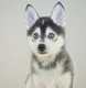 Pomsky Dogs Breed - Information, Temperament, Size & Price | Pets4Homes