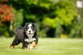 Berner Sennenhond Dogs Ras: Karakter, Levensduur & Prijs | Puppyplaats