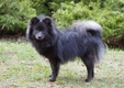 German Spitz Dogs Breed - Information, Temperament, Size & Price | Pets4Homes