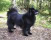 Swedish Lapphund Dogs Breed - Information, Temperament, Size & Price | Pets4Homes