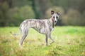 Whippet Dogs Ras: Karakter, Levensduur & Prijs | Puppyplaats